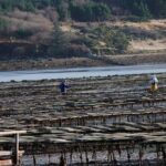 Oyster Farm and Tasting Experience - An In-Depth Look at the Oyster Farm Experience