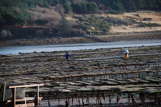 Oyster Farm and Tasting Experience - An In-Depth Look at the Oyster Farm Experience