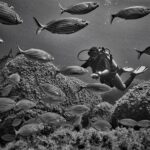 Package of 2 double dives in the Capo Carbonara Marine Protected Area - Analyzing the Cost and Value