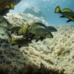 Package of 4 single dives to the Capo Carbonara Marine Protected Area - The Sum Up