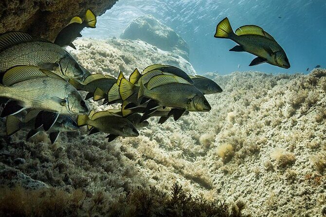 Package of 4 single dives to the Capo Carbonara Marine Protected Area - The Sum Up