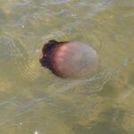 Paddle With Native Wildlife - Who Would Love This Tour?