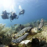PADI Discover Scuba Diving for divers without certification - An In-Depth Look at the Isla Mujeres Discover Scuba Tour