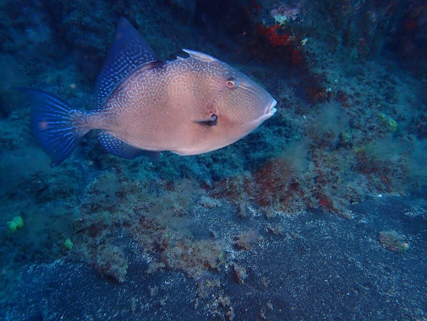 PADI Discover Scuba Diving Los Cancajos La Palma - Why We Think This Experience Offers Great Value