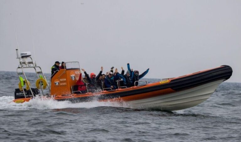 Padstow: Guided RIB Sealife Safari - The Itinerary and What You’ll See