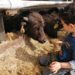 Paestum Traditions, Buffaloes, Ceramics, Temples - FAQ