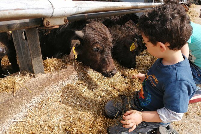 Paestum Traditions, Buffaloes, Ceramics, Temples - FAQ