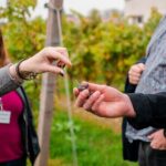 Pagus Wine Tours® - Sirmione by boat and Amarone - Full day tour - Who Is This Tour Best Suited For?