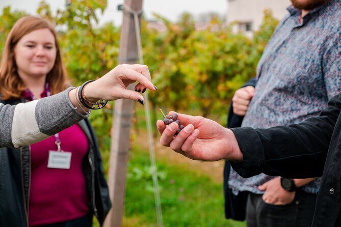 Pagus Wine Tours® - Sirmione by boat and Amarone - Full day tour - Who Is This Tour Best Suited For?