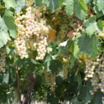 Pagus Wine Tours® - Soave and Amarone - Half day wine tour - A Closer Look at the Tour: What to Expect from Start to Finish