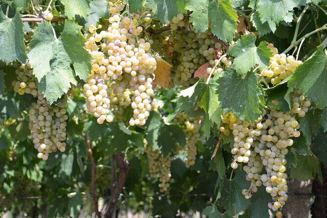 Pagus Wine Tours® - Soave and Amarone - Half day wine tour - A Closer Look at the Tour: What to Expect from Start to Finish