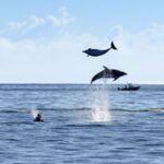 Paihia/Russell: Hole in the Rock and Bay of Islands Cruise - Who Will Love This Tour?