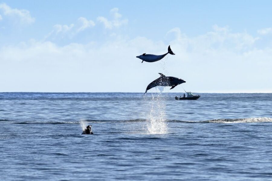 Paihia/Russell: Hole in the Rock and Bay of Islands Cruise - Who Will Love This Tour?