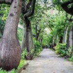 Palermo: Botanical Garden Entry Ticket and Palermo Audio App - A Closer Look at the Palermo Botanical Gardens