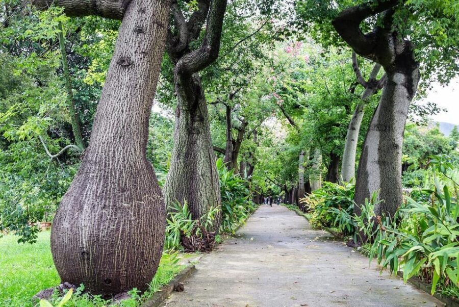 Palermo: Botanical Garden Entry Ticket and Palermo Audio App - A Closer Look at the Palermo Botanical Gardens