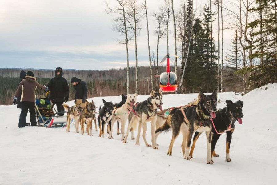 Palmer: "Dogs and Glaciers" Sledding and Helicopter Tour - Final Thoughts