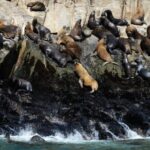 Palomino Islands Yacht Tour and swim alongside the sea lions - A Deep Dive into the Palomino Islands Yacht Tour