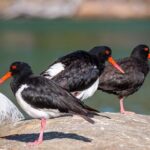 Pambula River Kayaking Tour - Who Should Book This Tour?
