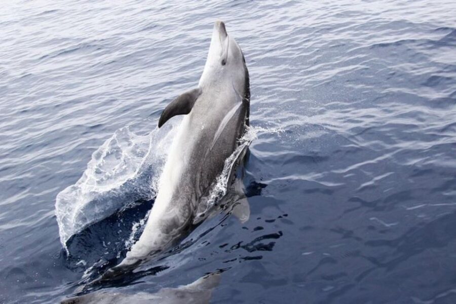 Panama City Beach: Dolphin Sightseeing Trip by Catamaran - Final Thoughts: Is It Worth It?