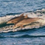 Panama City Beach: Dolphin Watching and Snorkeling Tour - The Heart of the Tour: Wildlife and Marine Exploration