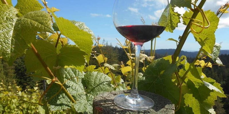 Paphos: Private Wine Tour with Tastings and Winery Visits - FAQs