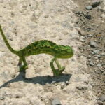 Paphos: Troodos-Kykkos Land Rover Treasure Jeep Safari - Who Will Love This Tour?