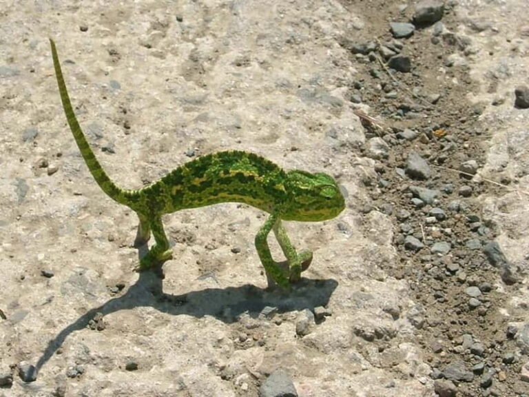 Paphos: Troodos-Kykkos Land Rover Treasure Jeep Safari - Who Will Love This Tour?