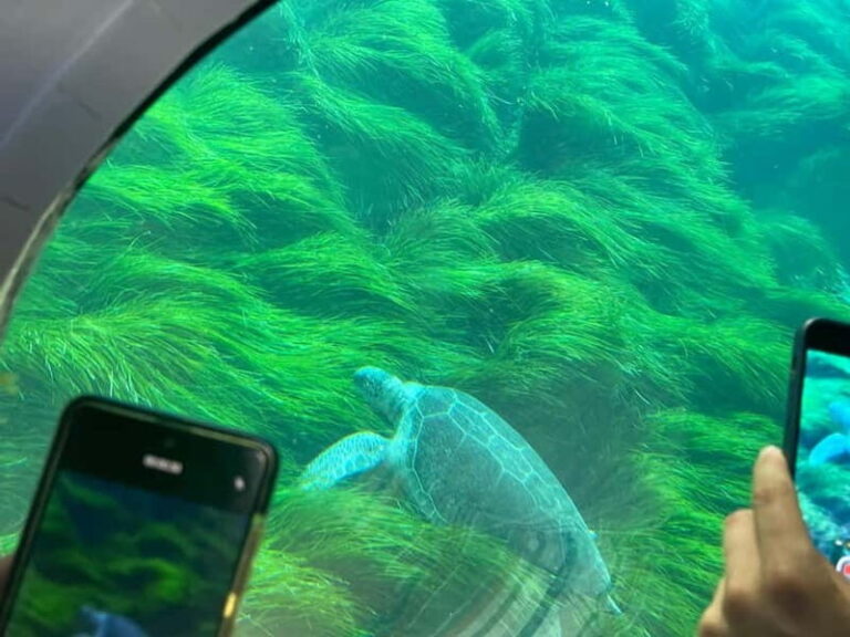 Paphos: Turtle Watching Cruise,Snorkelling Adventure &Sunset - Authentic Experiences and Practical Details
