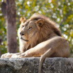 Paphos: Zoo Visit and Blue Lagoon Cruise with Guide & Lunch - Who Would Enjoy This Tour?