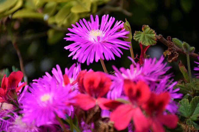 Paradise Valley Beauty Walk - Starting Point: The Camacha Wicker Factory and Valley of Paradise