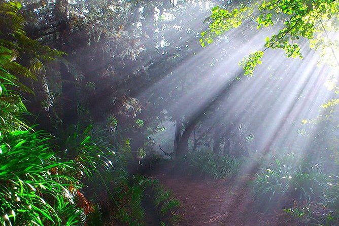 Paradise Valley - Levada Walk - A Detailed Look at the Paradise Valley Levada Walk