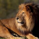 Paris: Paris Zoological Park Entrance Ticket - Practical Tips for Visiting
