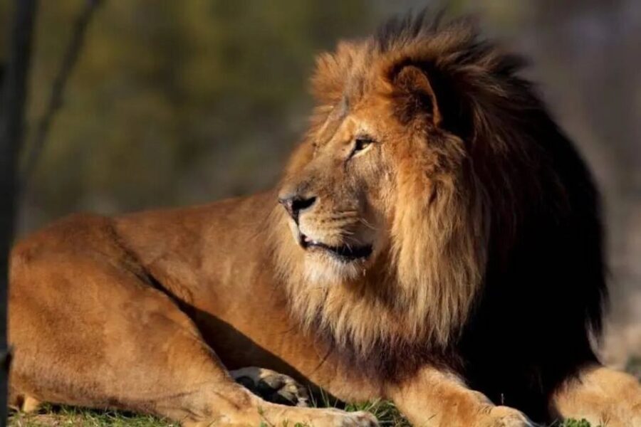 Paris: Paris Zoological Park Entrance Ticket - Practical Tips for Visiting