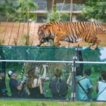 Paris: Thoiry Castle and Safari Park Private Tour - An In-Depth Look at the Thoiry Tour Experience