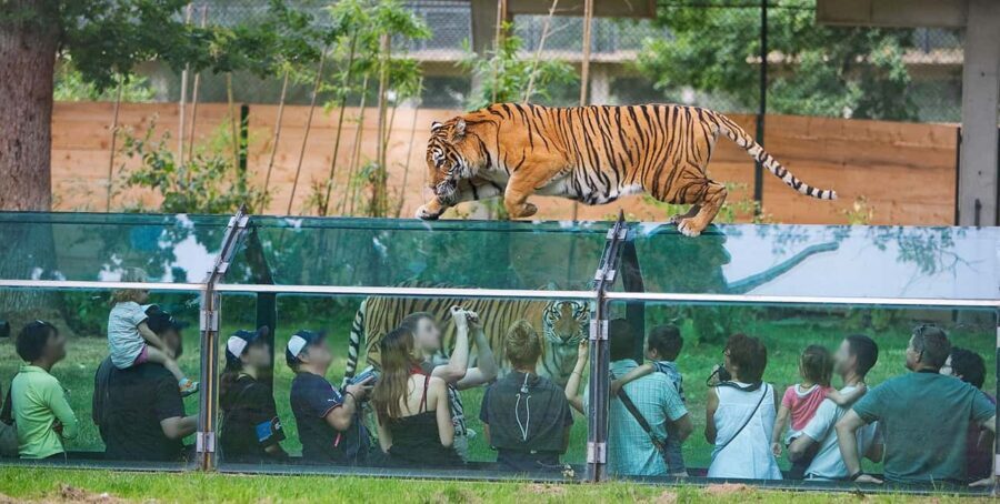 Paris: Thoiry Castle and Safari Park Private Tour - An In-Depth Look at the Thoiry Tour Experience
