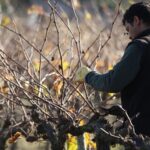 Paris: Two Reims Champagne Vineyards with Tastings and Lunch - Authenticity and Quality: What Travelers Say