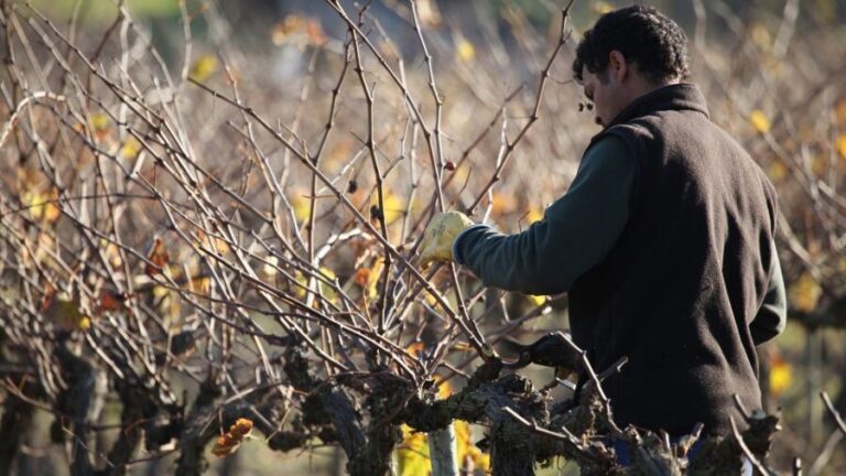 Paris: Two Reims Champagne Vineyards with Tastings and Lunch - Authenticity and Quality: What Travelers Say