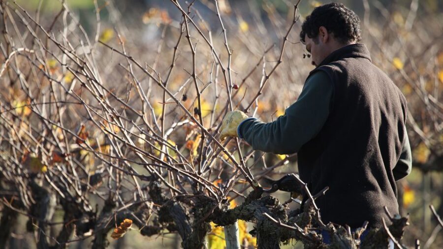 Paris: Two Reims Champagne Vineyards with Tastings and Lunch - Authenticity and Quality: What Travelers Say