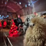 Paris: Vaux-le-Vicomte Private Guided Tour - A Complete Look at the Vaux-le-Vicomte Christmas Tour