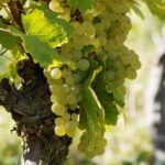 Paris VIP: Burgundy Wine Region Chauffeur Driven Tour 14 hrs - An In-Depth Look at the Burgundy Private Tour