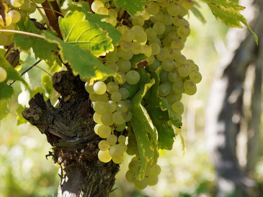 Paris VIP: Burgundy Wine Region Chauffeur Driven Tour 14 hrs - An In-Depth Look at the Burgundy Private Tour