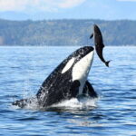 Parksville: Half-Day Whale and Wildlife Adventure - Final Thoughts: Is It Worth It?