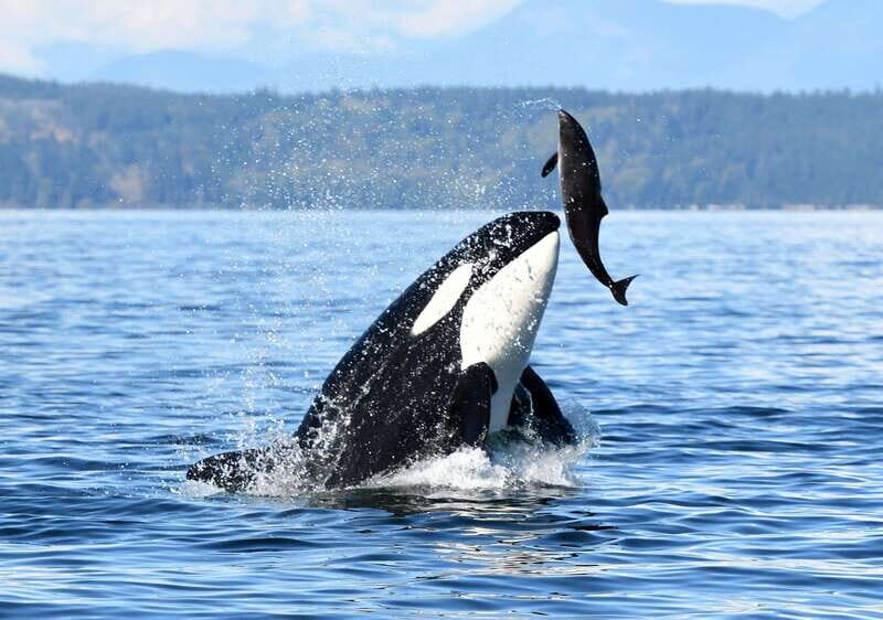 Parksville: Half-Day Whale and Wildlife Adventure - Final Thoughts: Is It Worth It?