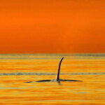 Parksville: Sunset Whale and Wildlife Adventure - Why This Tour Is Worth Considering