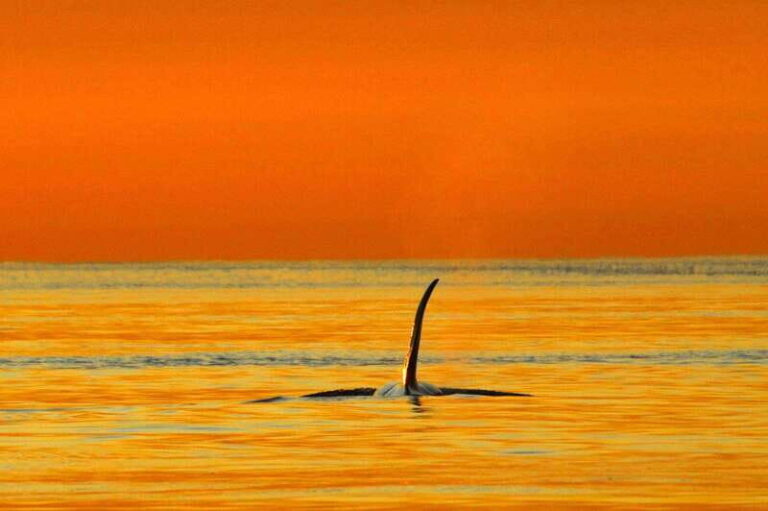 Parksville: Sunset Whale and Wildlife Adventure - Why This Tour Is Worth Considering