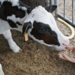 Parmesan Wheels near Parma: Tasting & Factory Tour - A Close Look at the Tour Experience