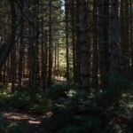 Parnitha (Parnis) / Skipiza & Mola loop - Hike near Athens - Who Is This Tour Best Suited For?