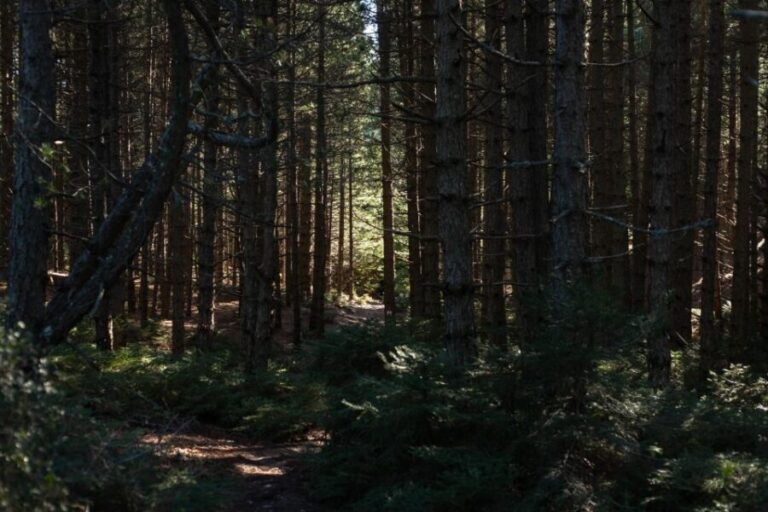 Parnitha (Parnis) / Skipiza & Mola loop - Hike near Athens - Who Is This Tour Best Suited For?
