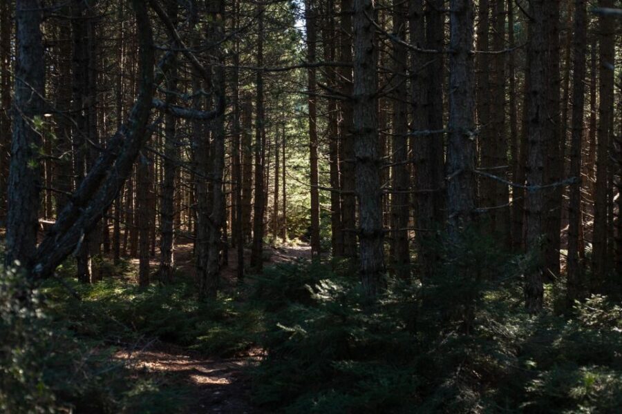 Parnitha (Parnis) / Skipiza & Mola loop - Hike near Athens - Who Is This Tour Best Suited For?