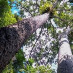 Paronella Park and Millaa Millaa Falls Full-day Tour from Cairns - What Makes This Tour Stand Out?